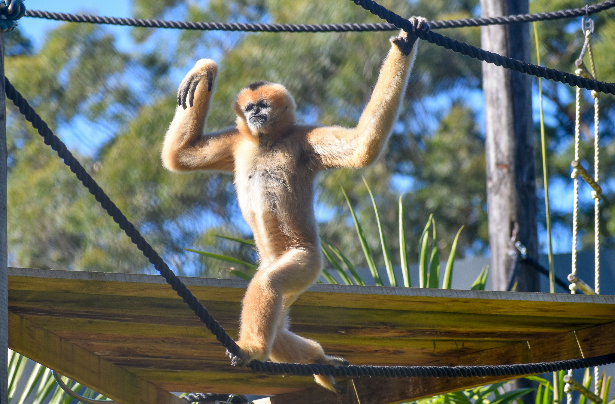 New Species: Northern White-cheeked Gibbon