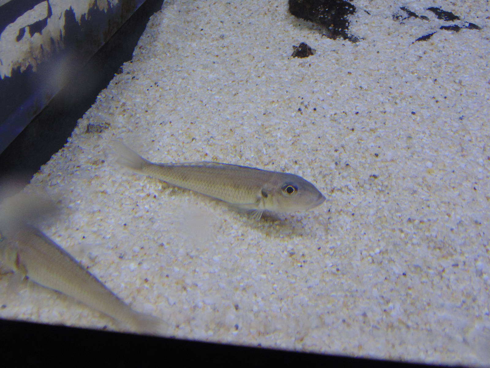 New species of fish in aquarium Black-chin Xeno