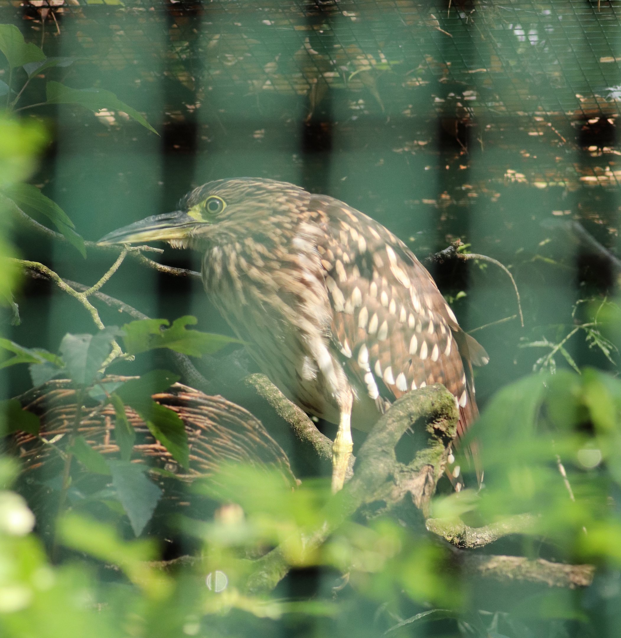 (New species) Philippine rufous night-heron (Nycticorax caledonicus manillensis)