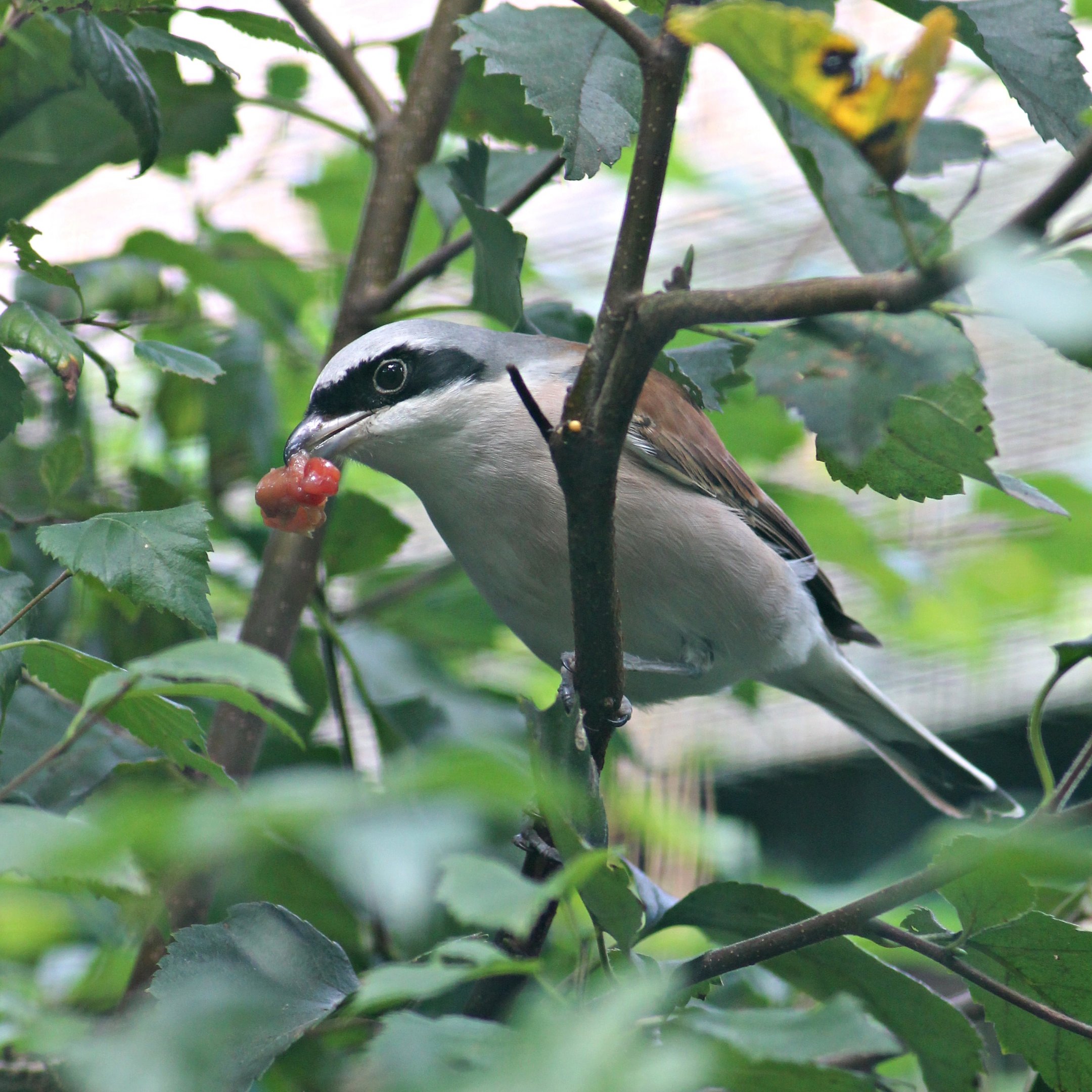 (New species) Red-backed shrike (Lanius collurio)