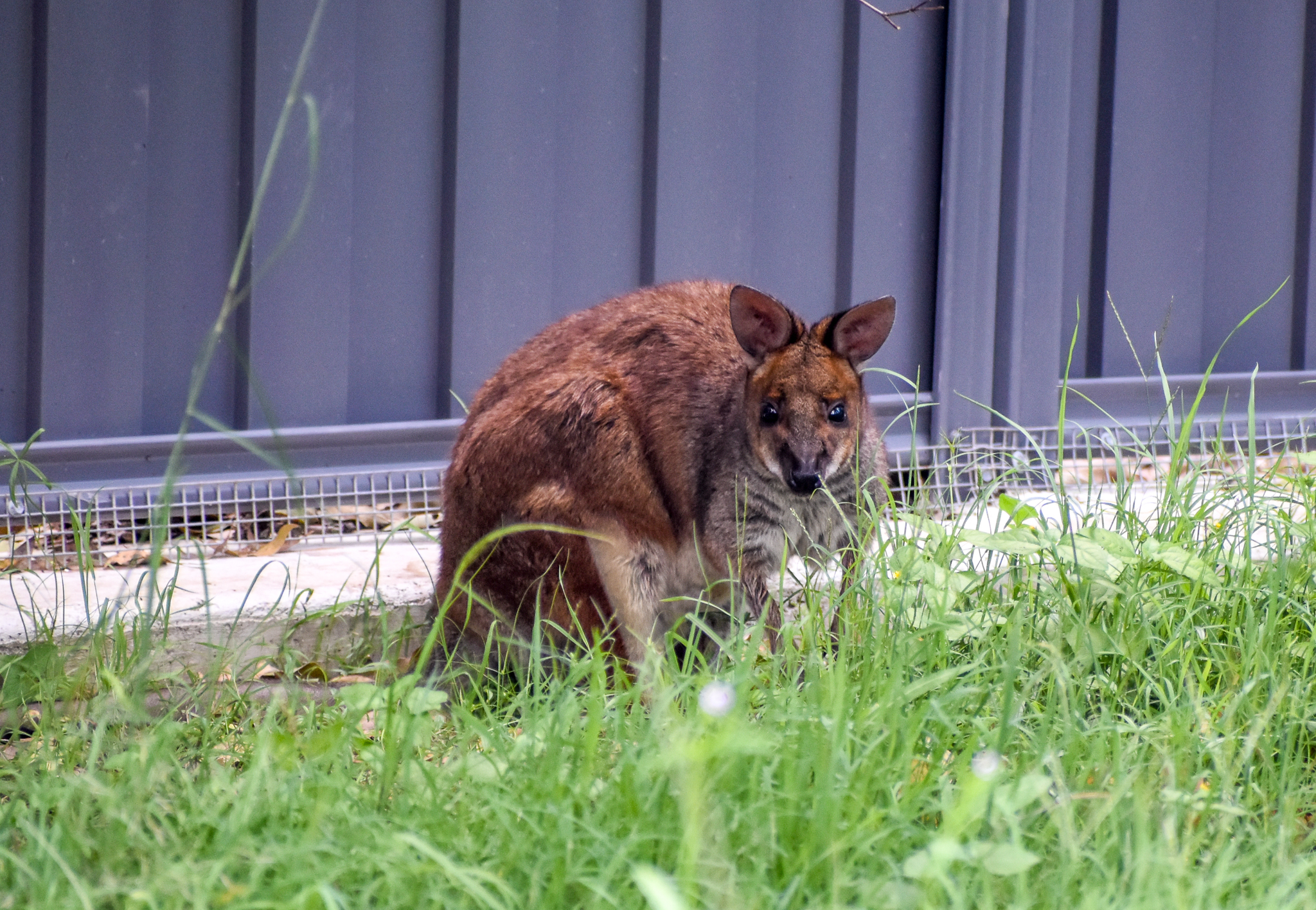 New Species: Red-legged Pademelon