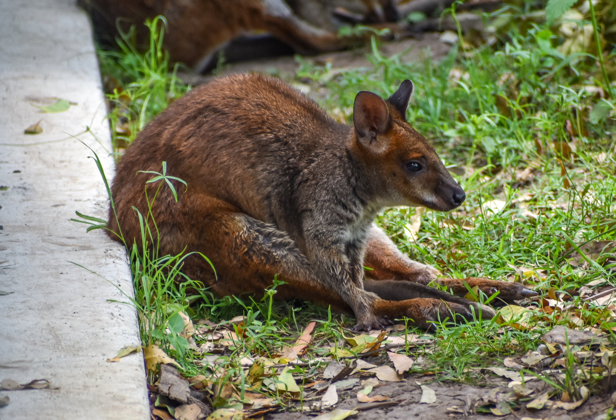 New Species: Red-legged Pademelon