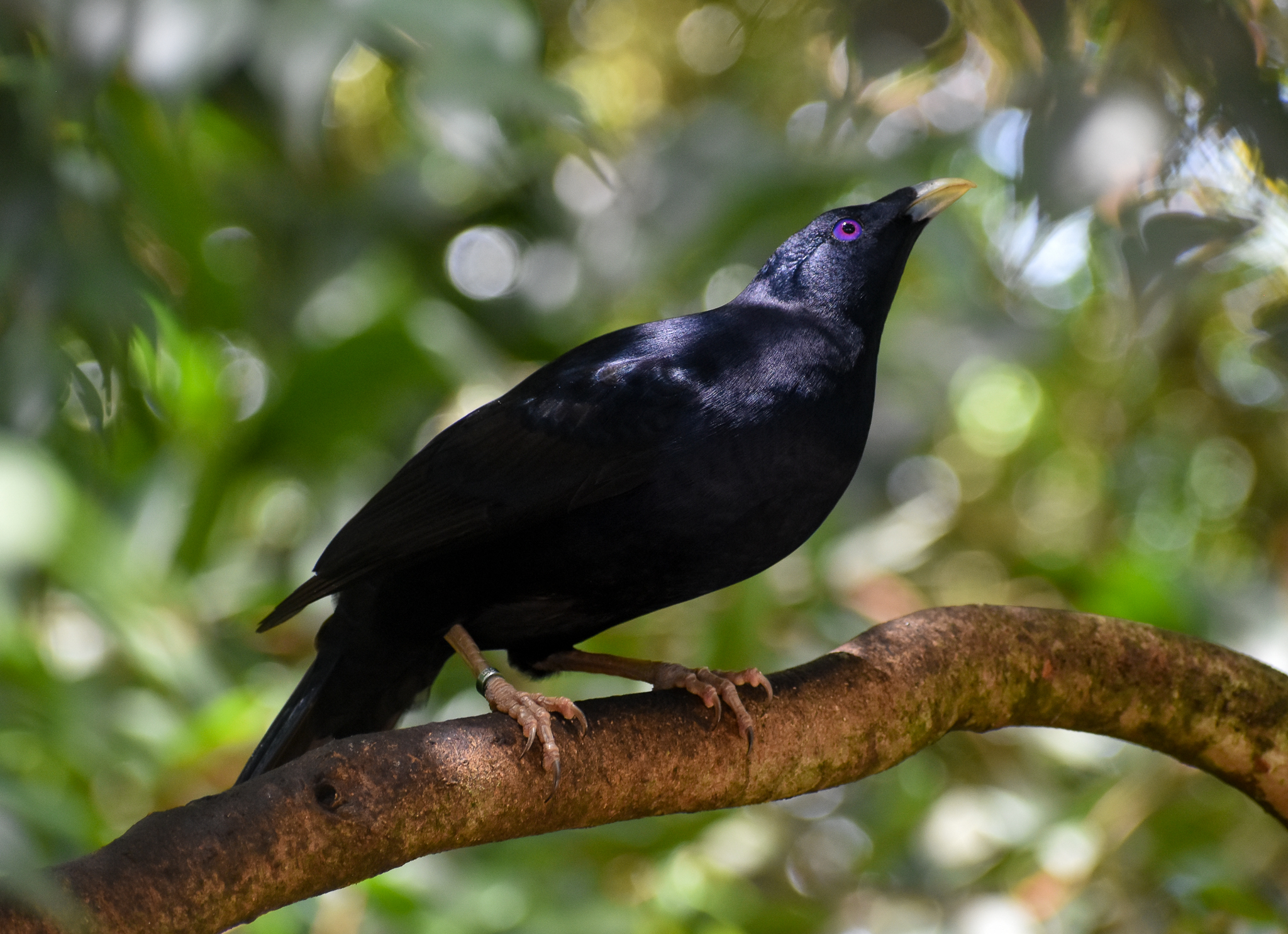 New Species: Satin Bowerbird