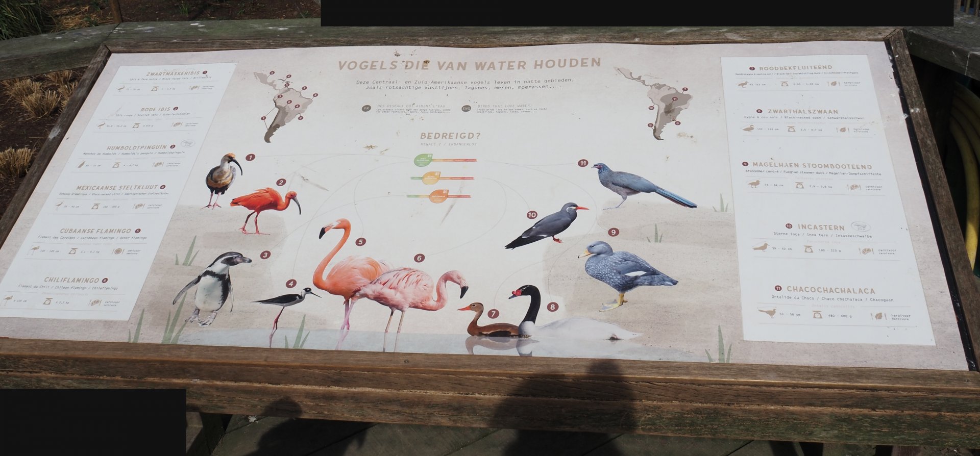 New species sign in the South American aviary, 2025-03-23