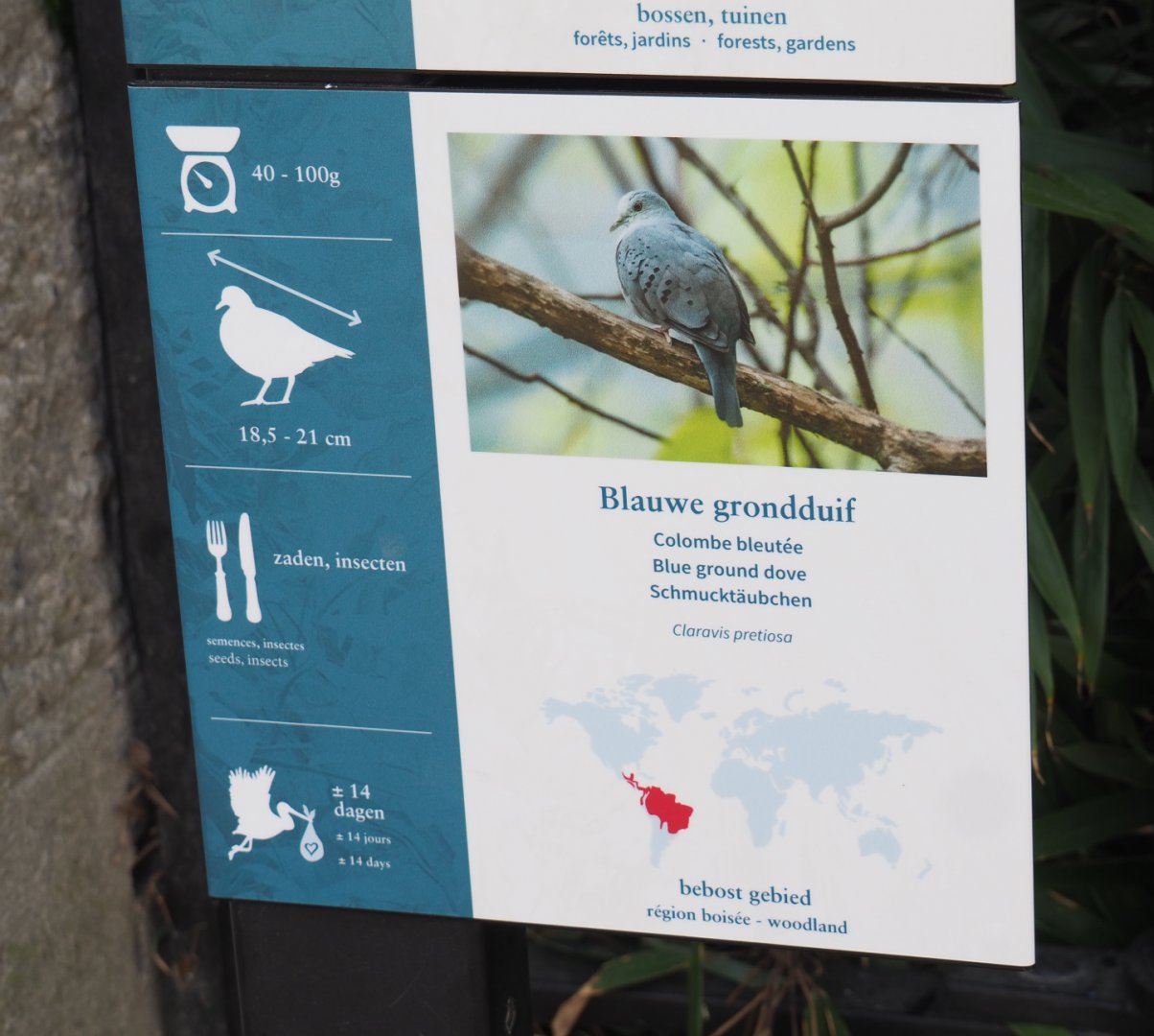 New species signage - Blue ground dove, 2022-03-16