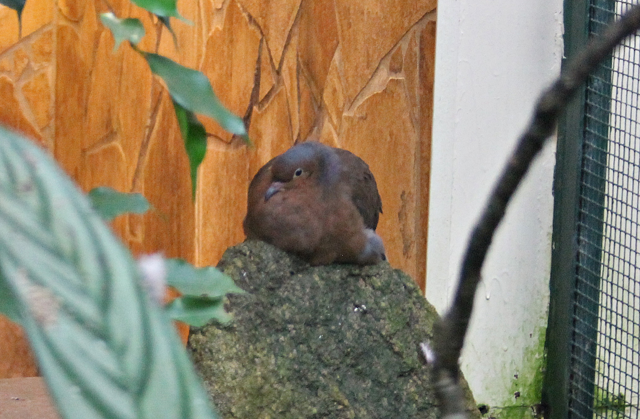 (New species) Socorro dove (Zenaida graysoni) in Pukara