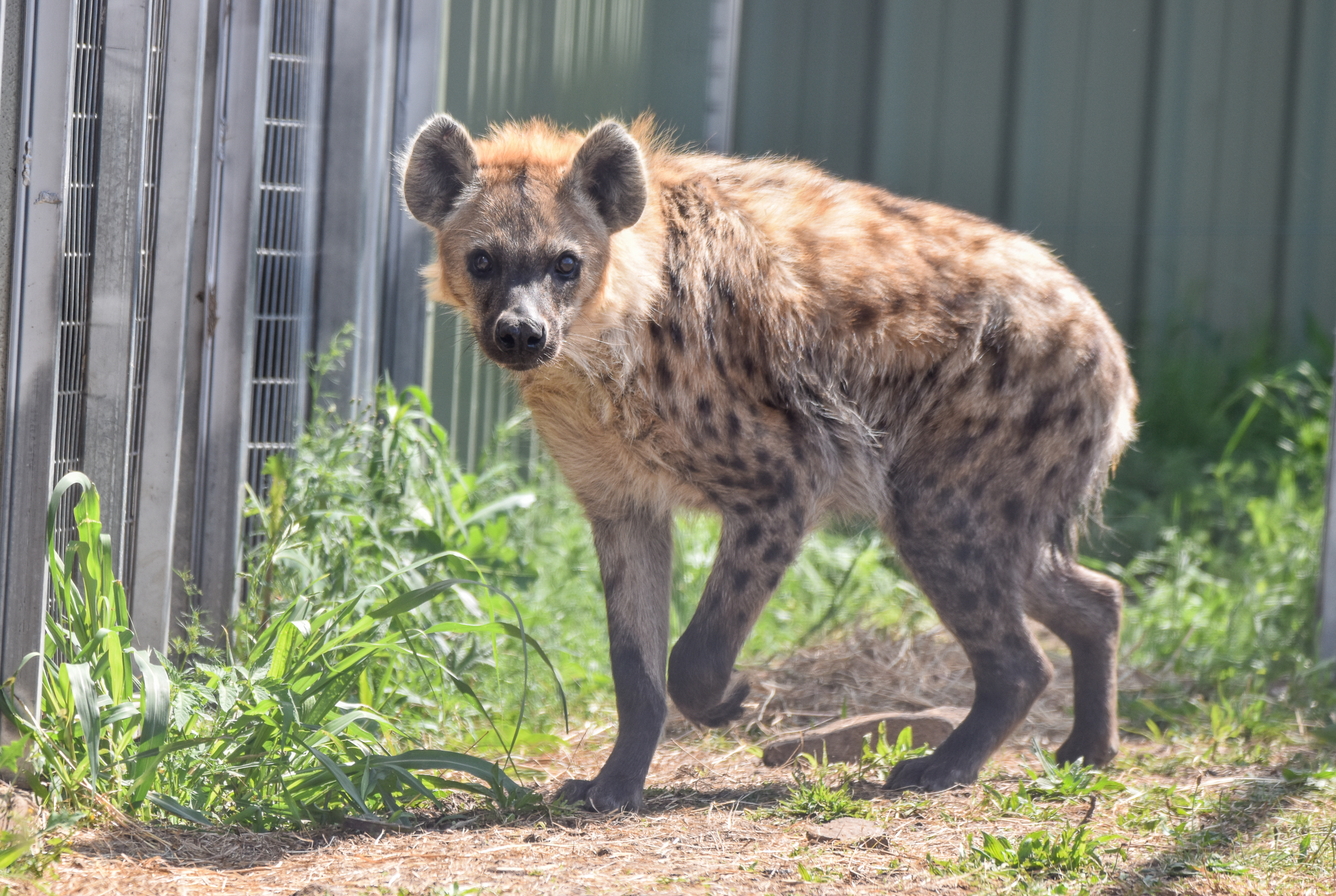 New Species: Spotted Hyena