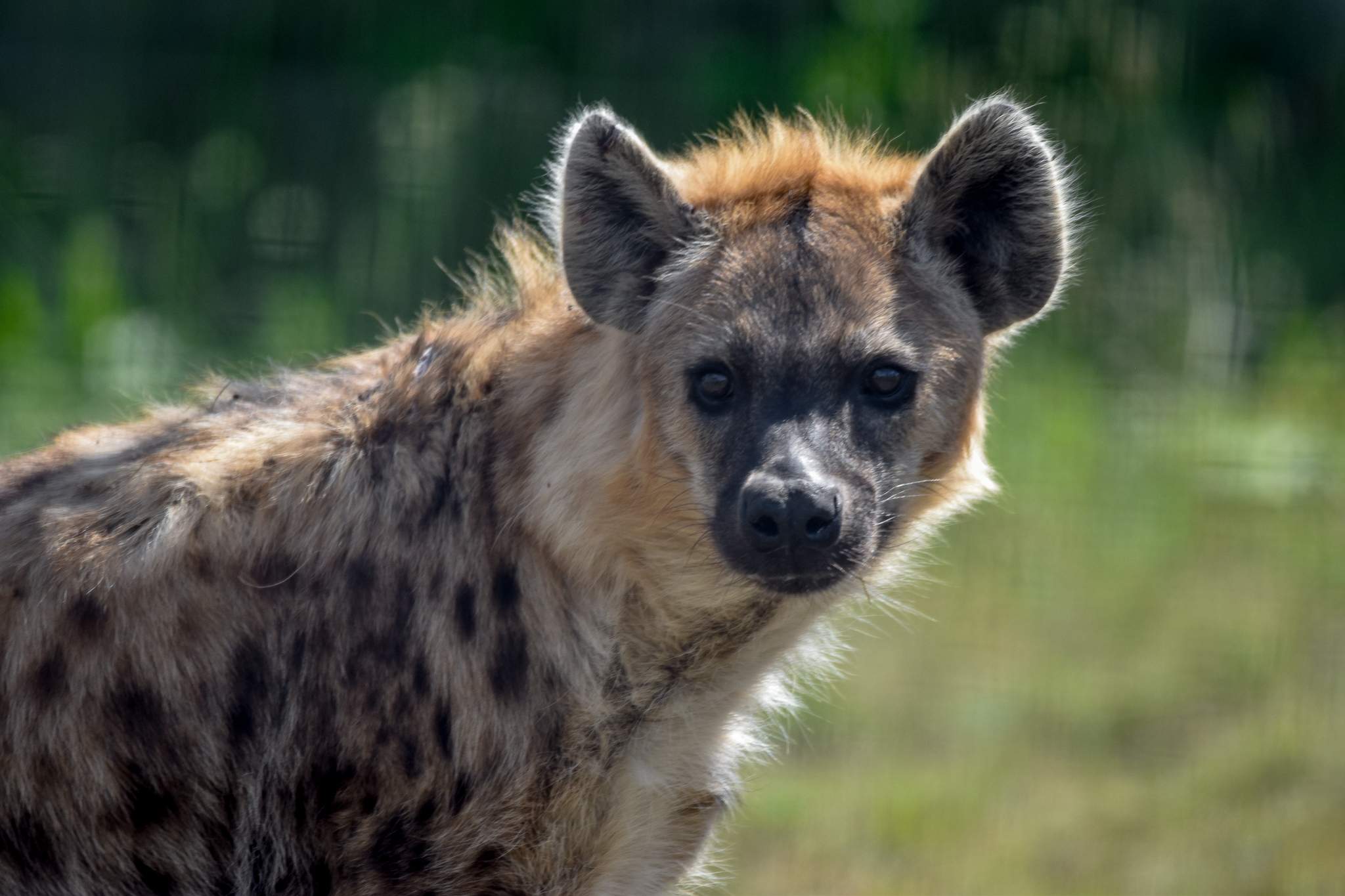 New Species: Spotted Hyena