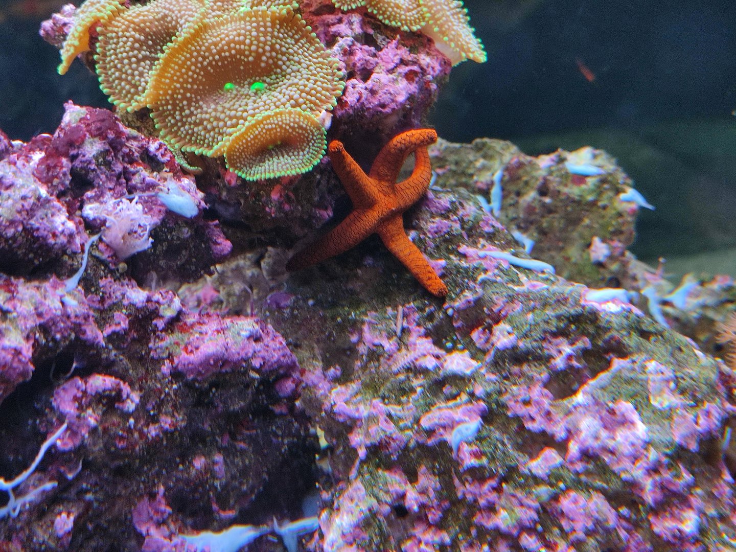 New species: starfish