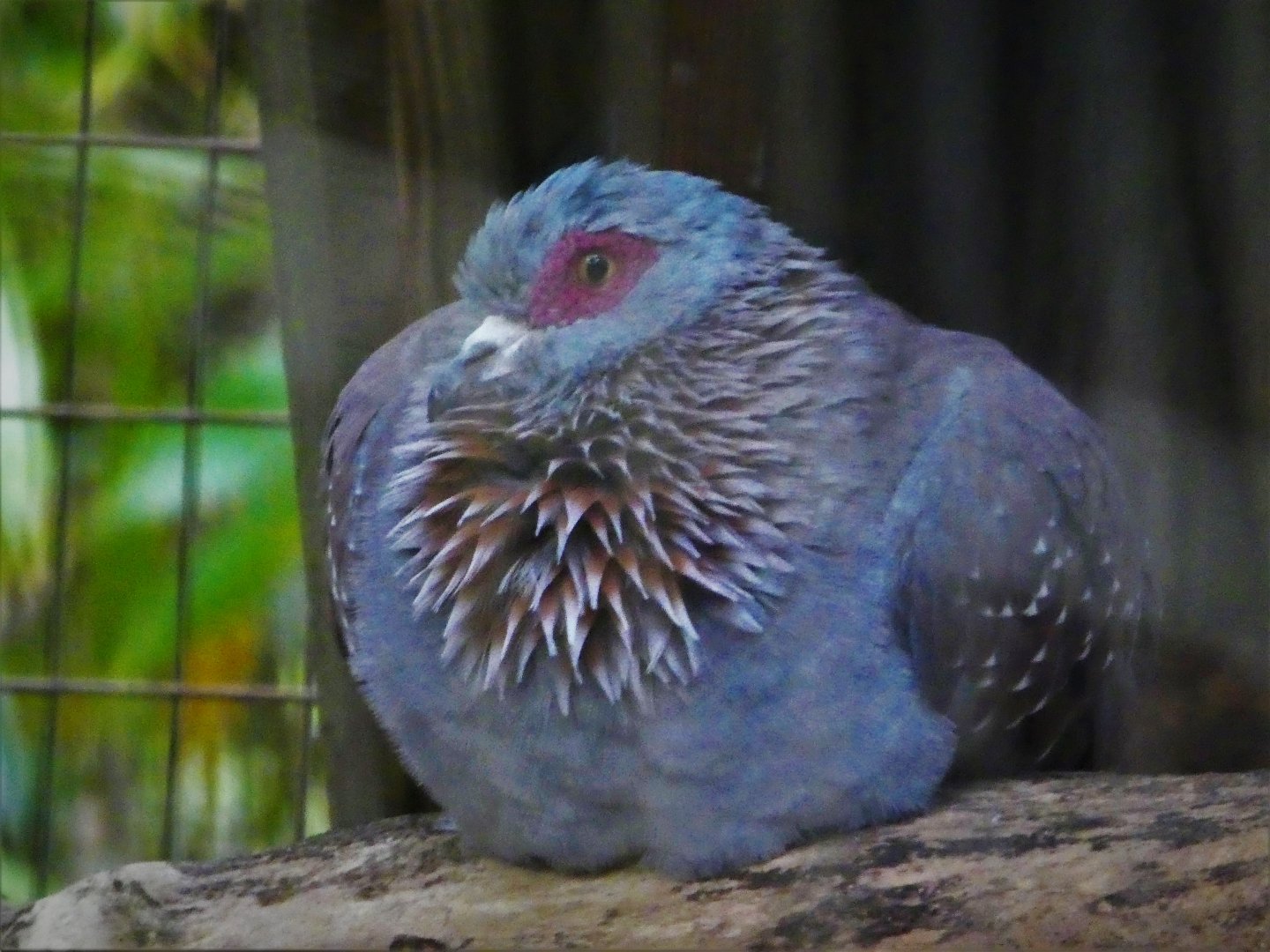New! - Speckled Pigeon
