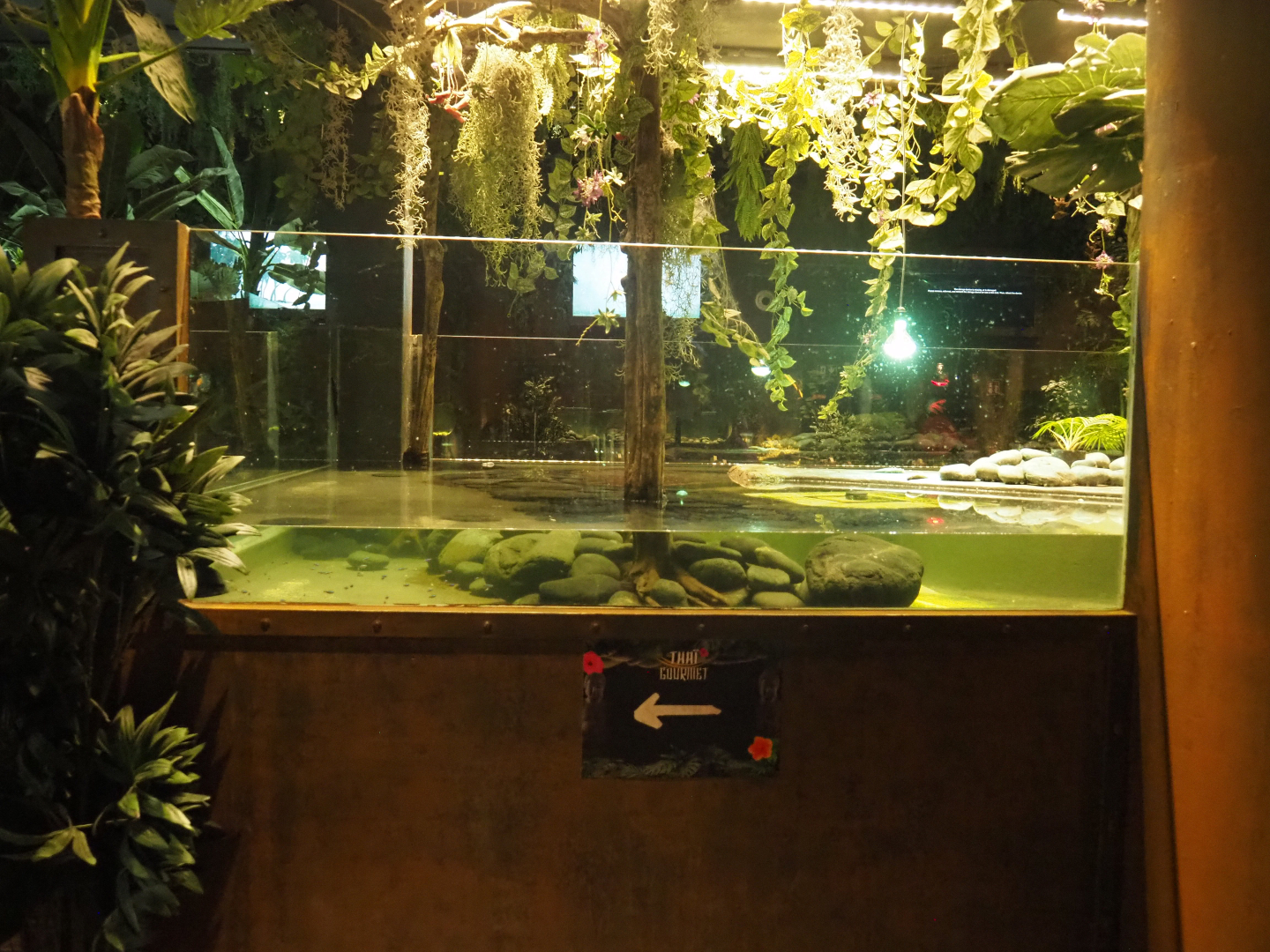 New spectacled caiman exhibit next to the new Thai Gourmet restaurant in the Mersus Emergo, 2022-09-14