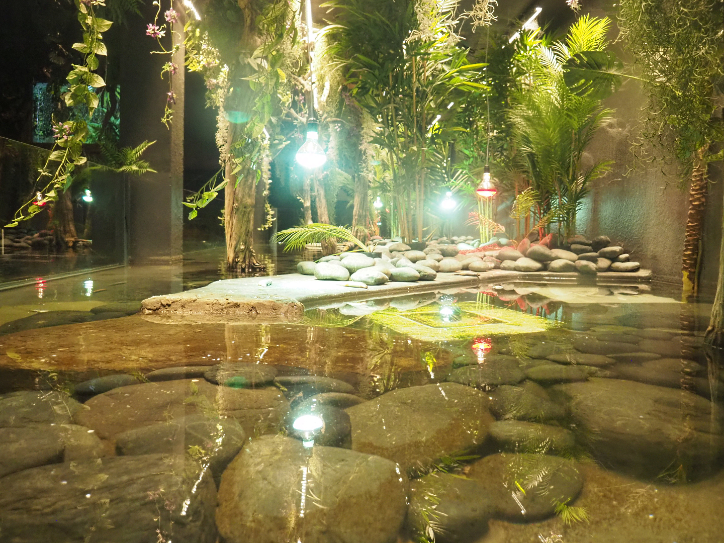 New spectacled caiman exhibit next to the new Thai Gourmet restaurant in the Mersus Emergo, 2022-09-14