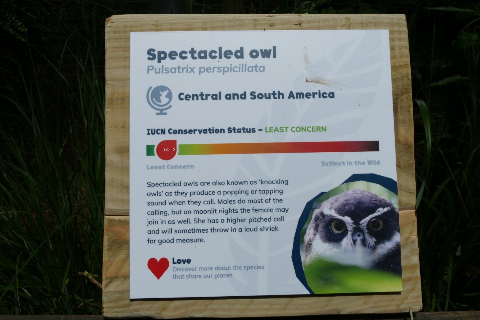 New Spectacled owl sign, May 2019