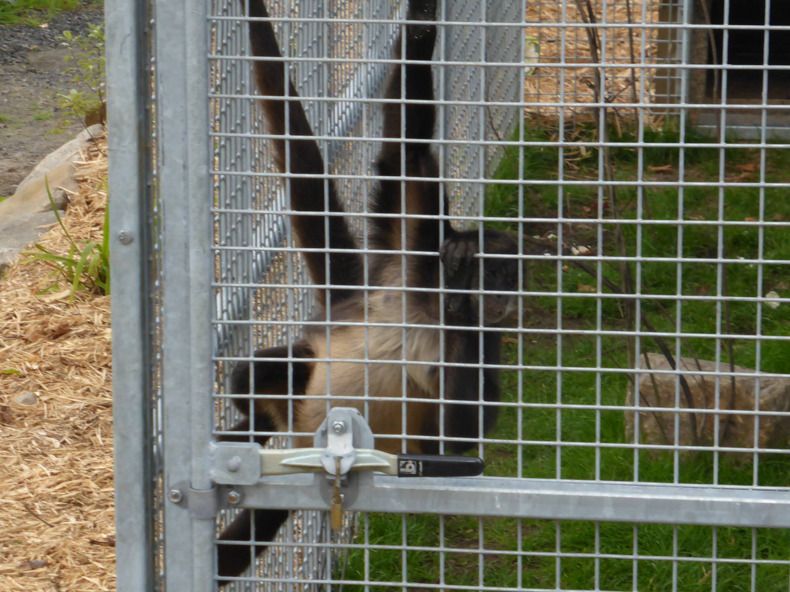 New spider monkey enclosure .