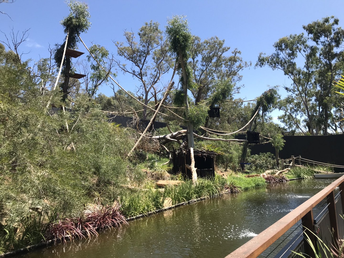 New spider monkey exhibit
