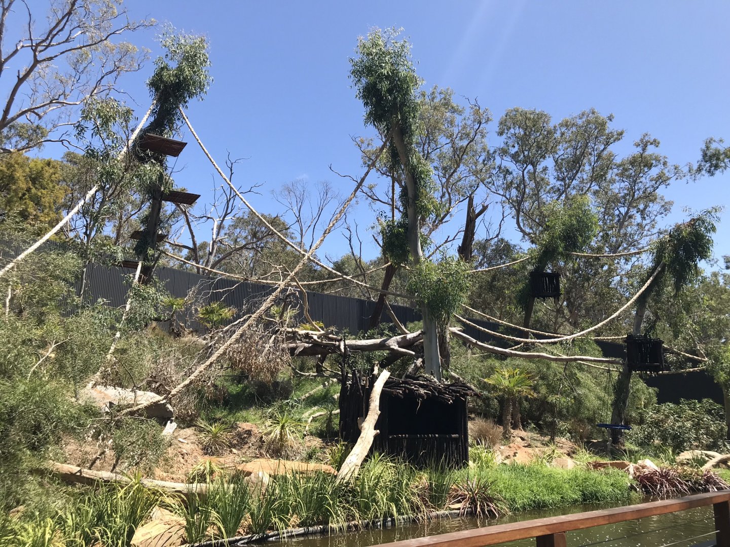 New spider monkey exhibit