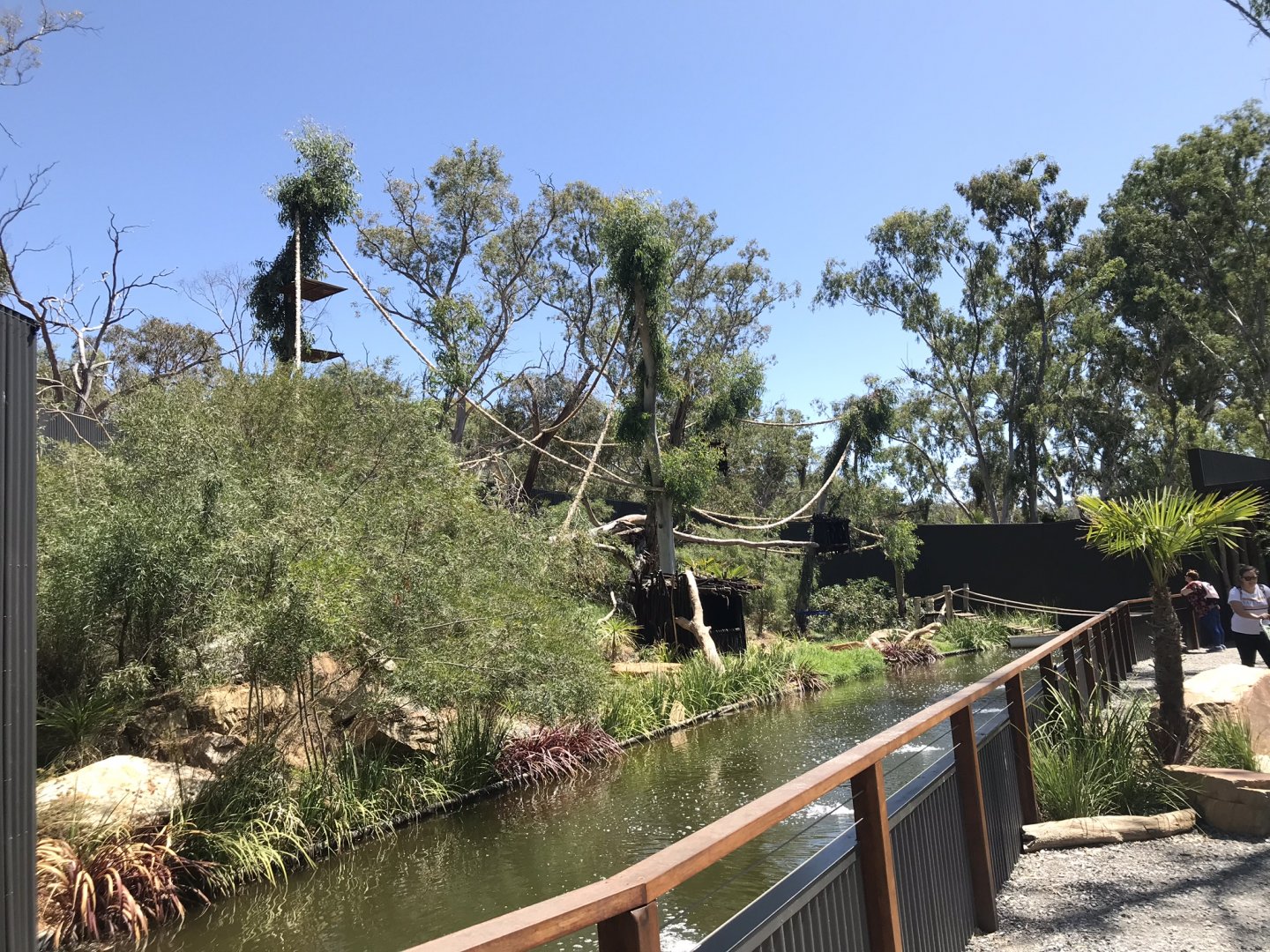 New spider monkey exhibit