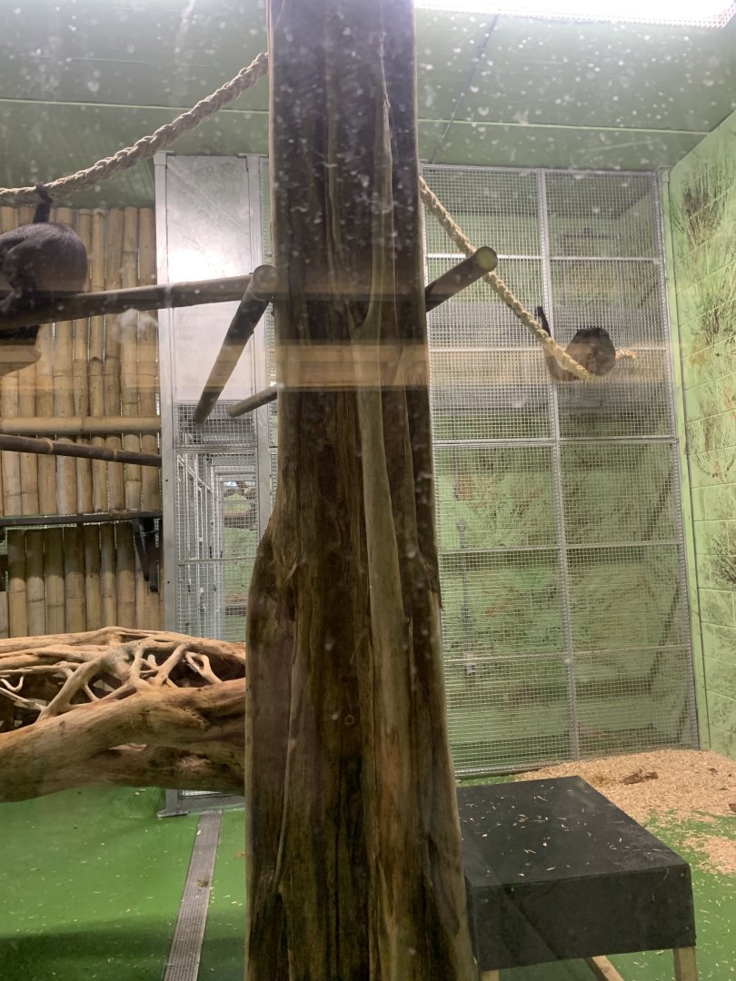 New spider monkey house interior 29/11/21