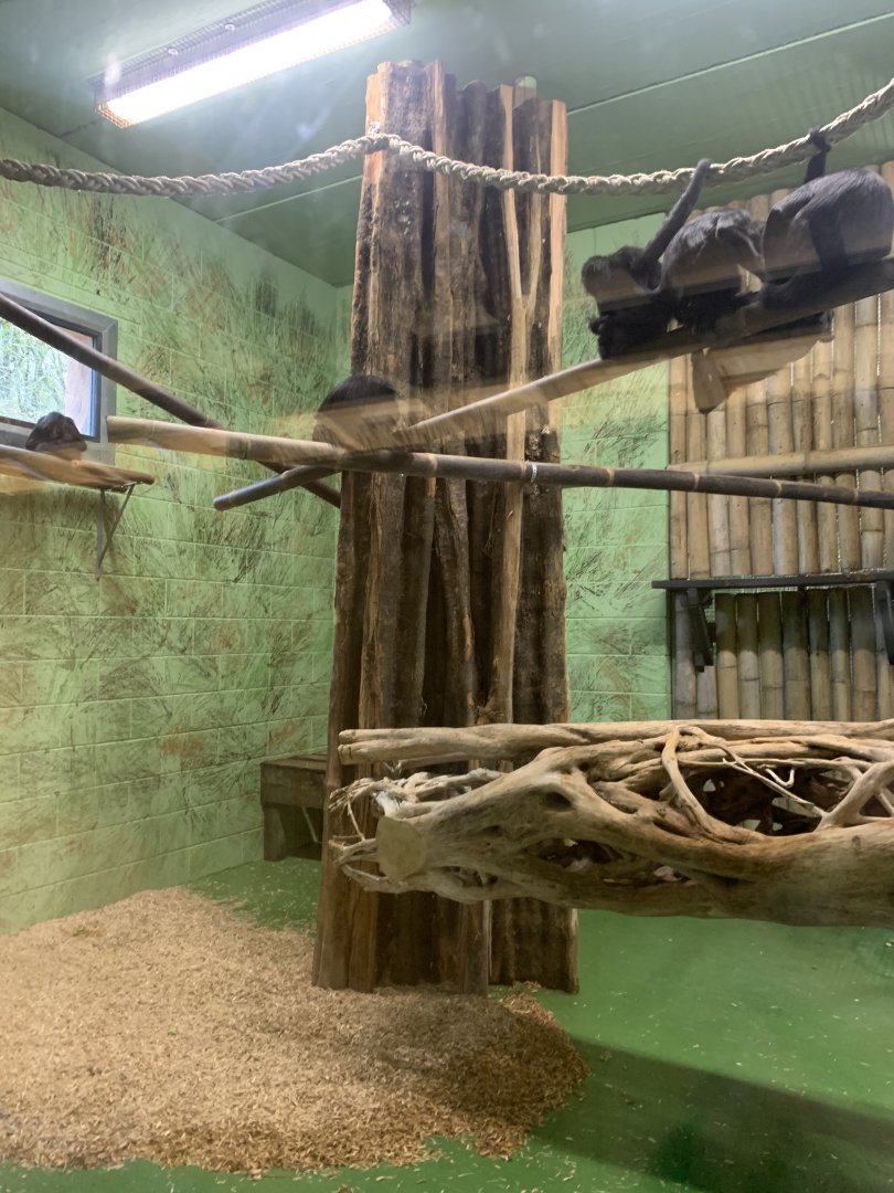 New spider monkey house interior 29/11/21