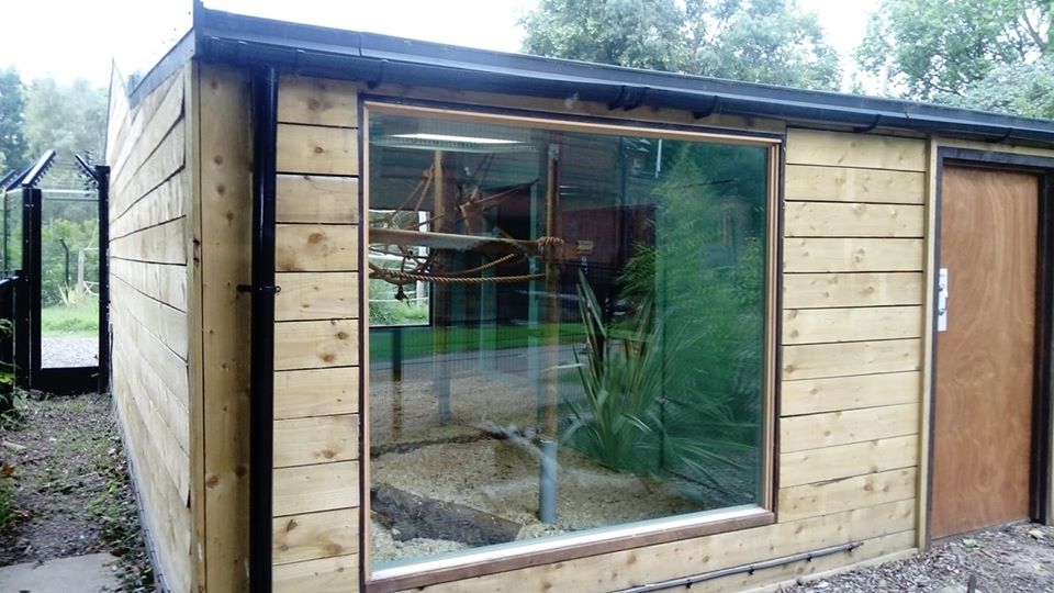 New Spider Monkey Indoors (6th August 2020)