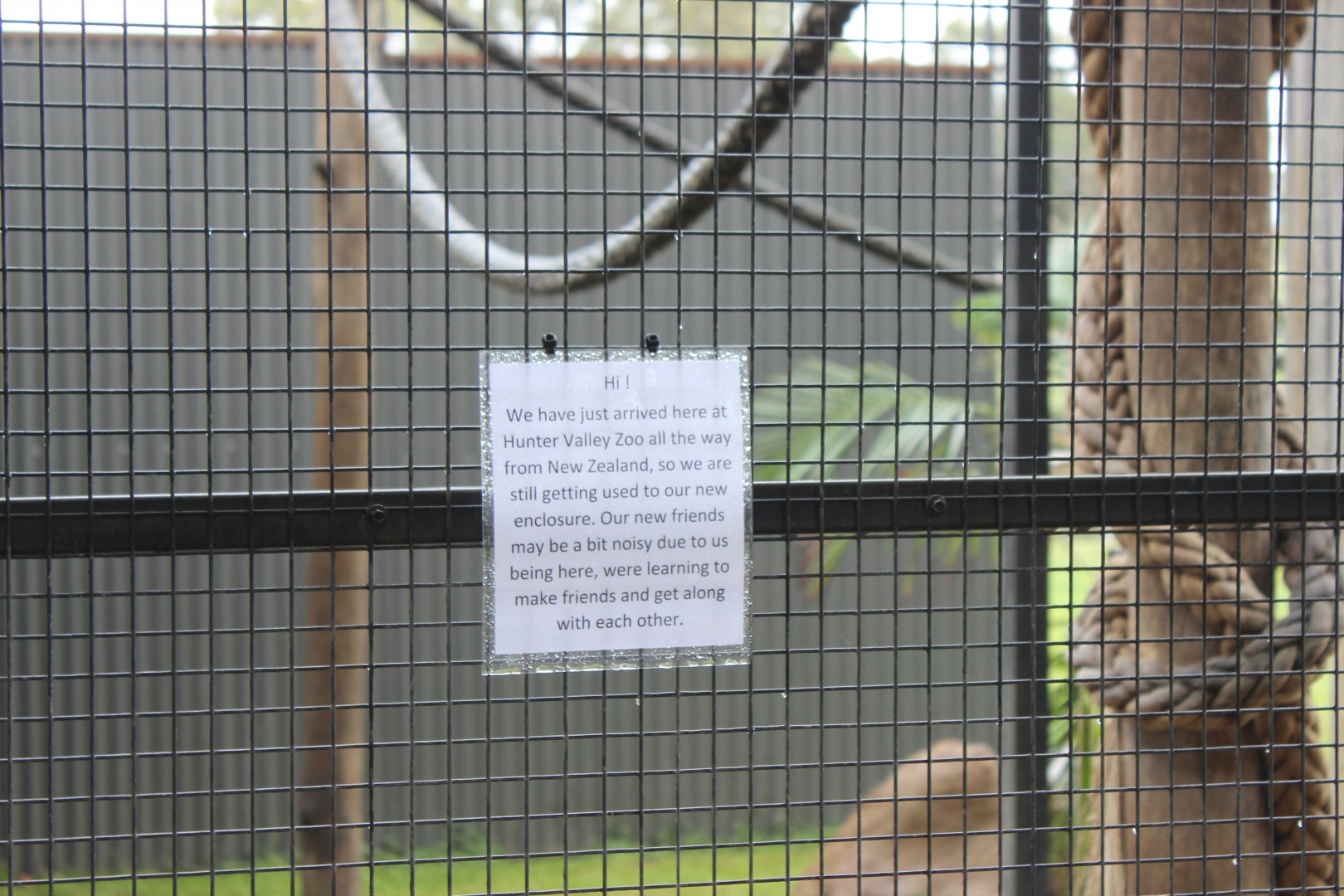 New Spider Monkey info