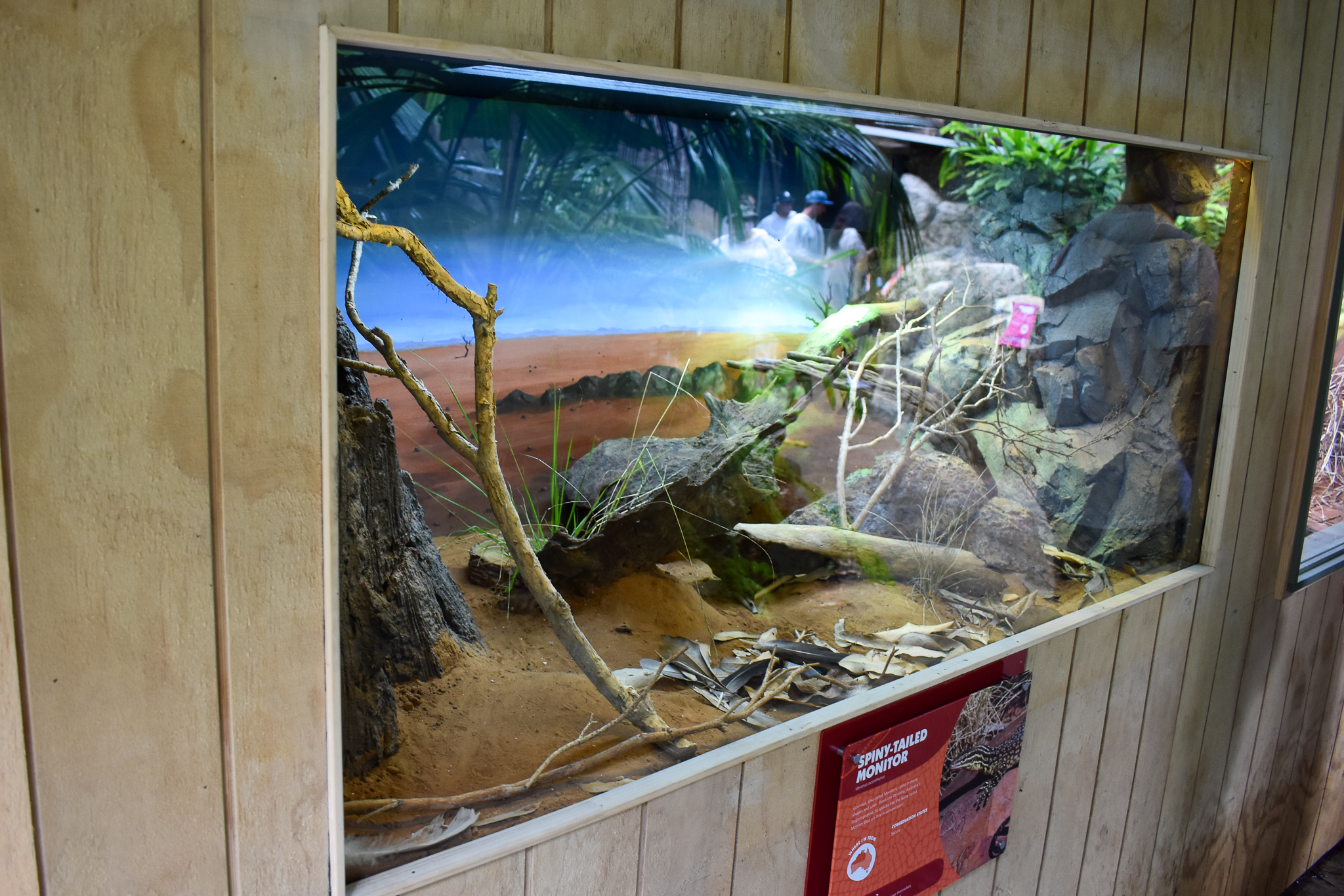 New Spiny-tailed Monitor Enclosure