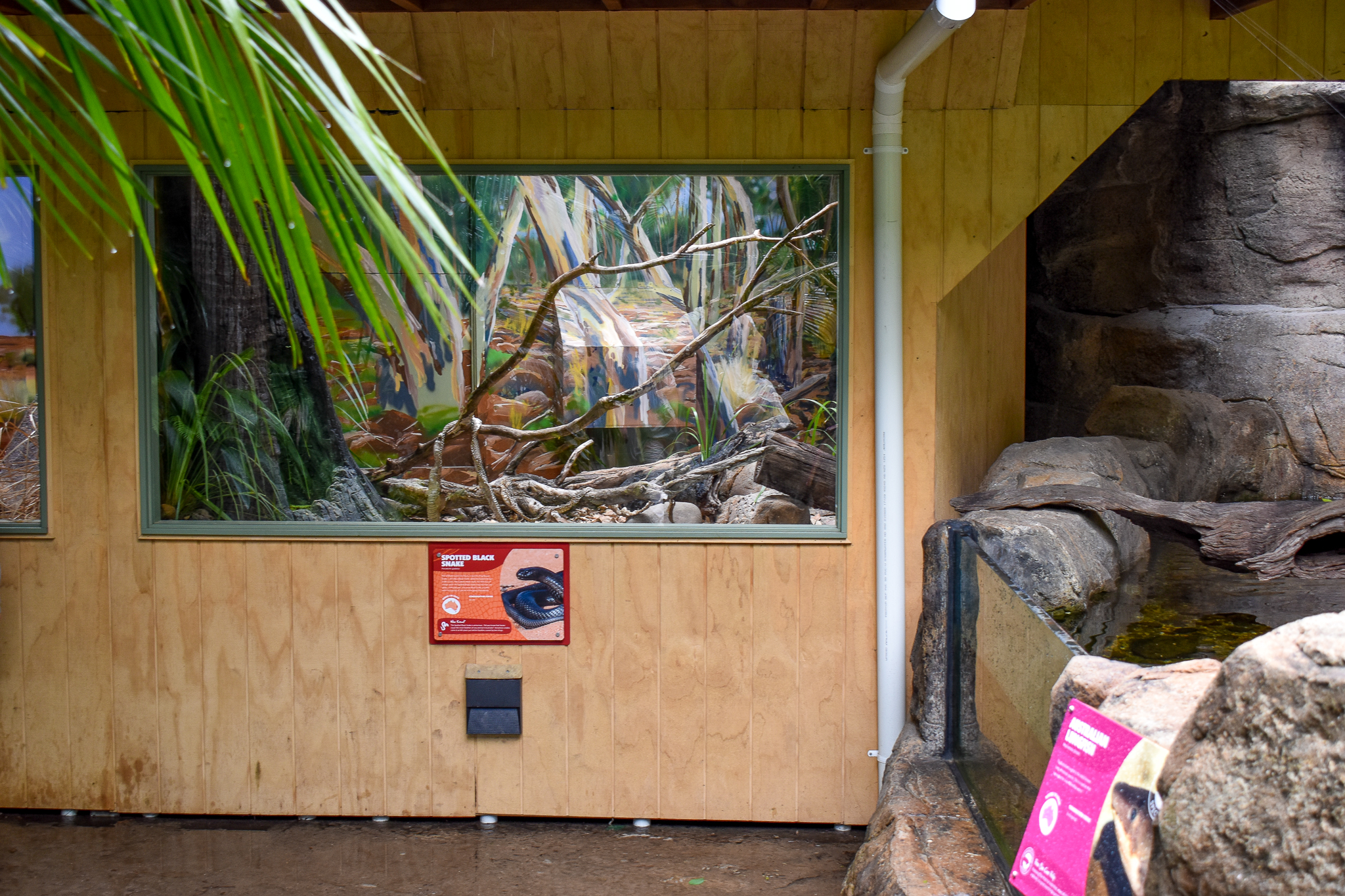 New Spotted Black Snake Enclosure