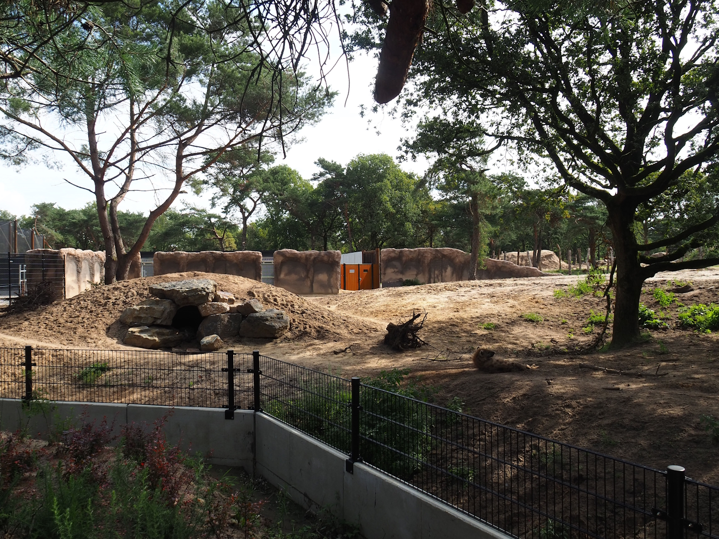 New Spotted hyena exhibit, 2023-08-15
