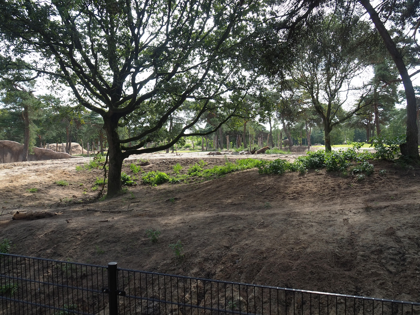 New Spotted hyena exhibit, 2023-08-15