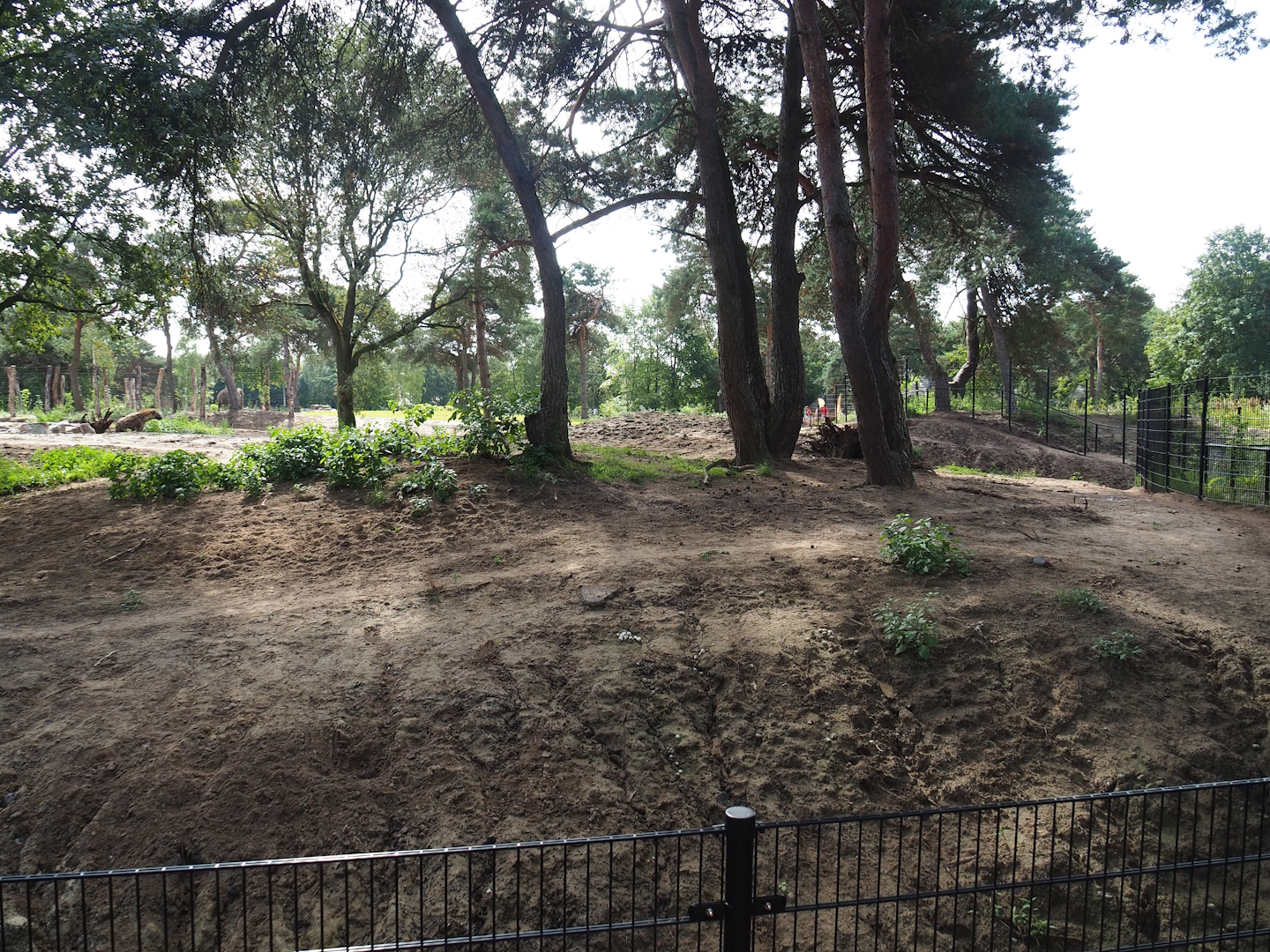 New Spotted hyena exhibit, 2023-08-15