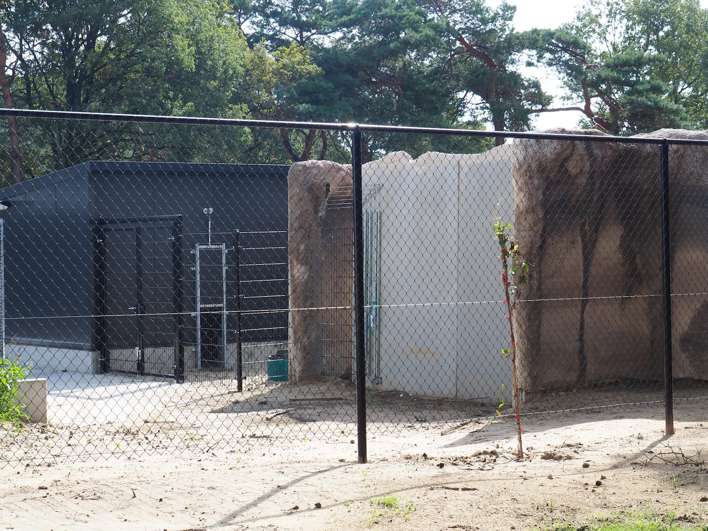 New Spotted hyena holding area, 2023-08-15