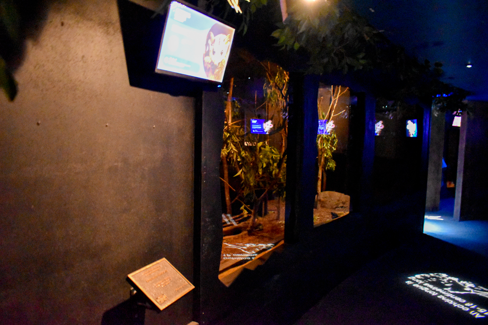 New Squirrel Glider Enclosure