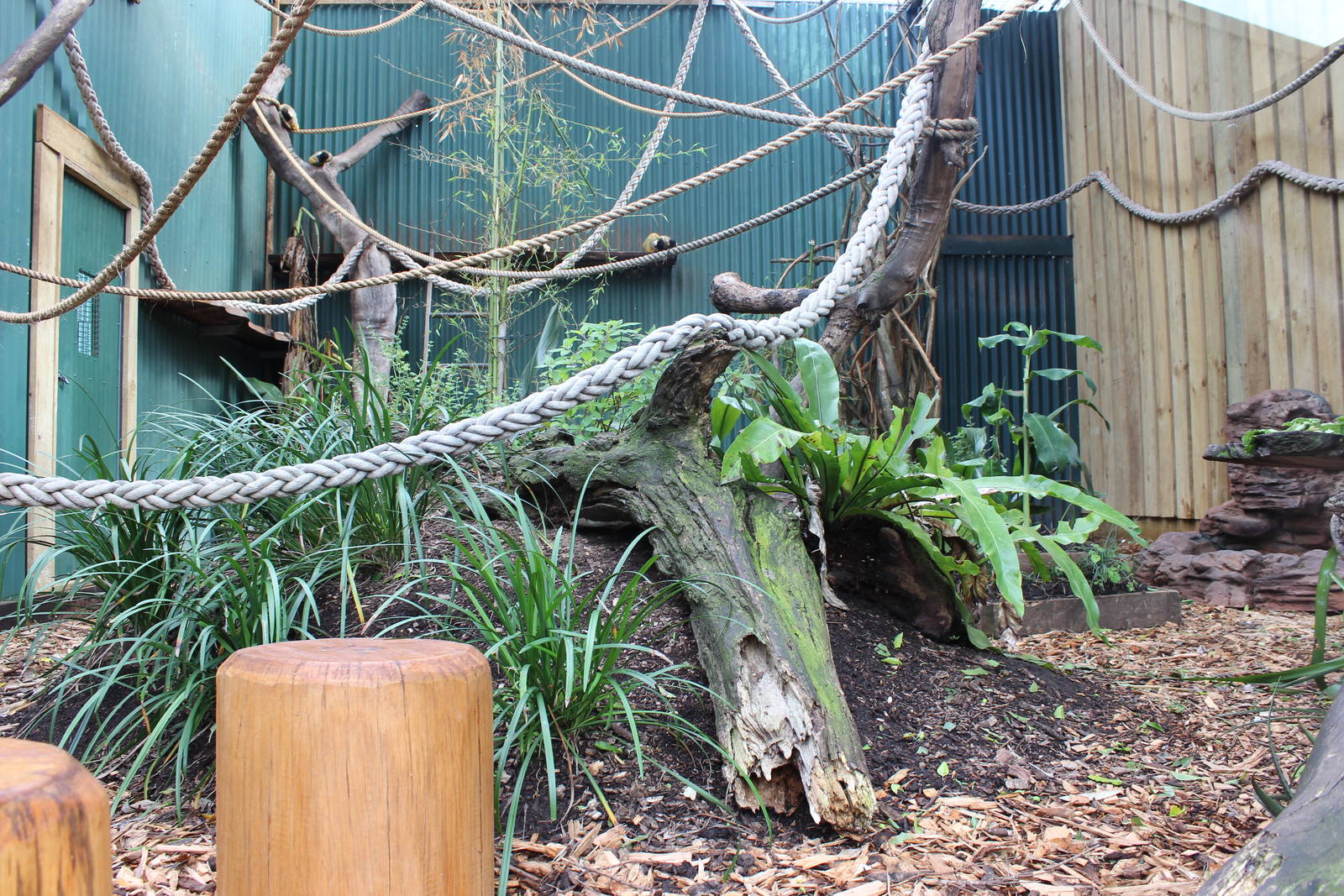 New Squirrel Monkey enclosure