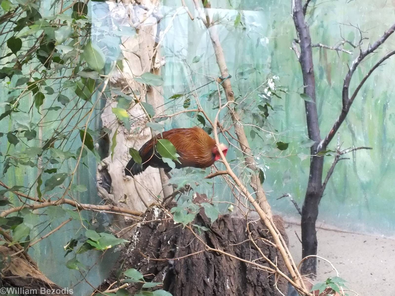 New Sri Lankan Junglefowl