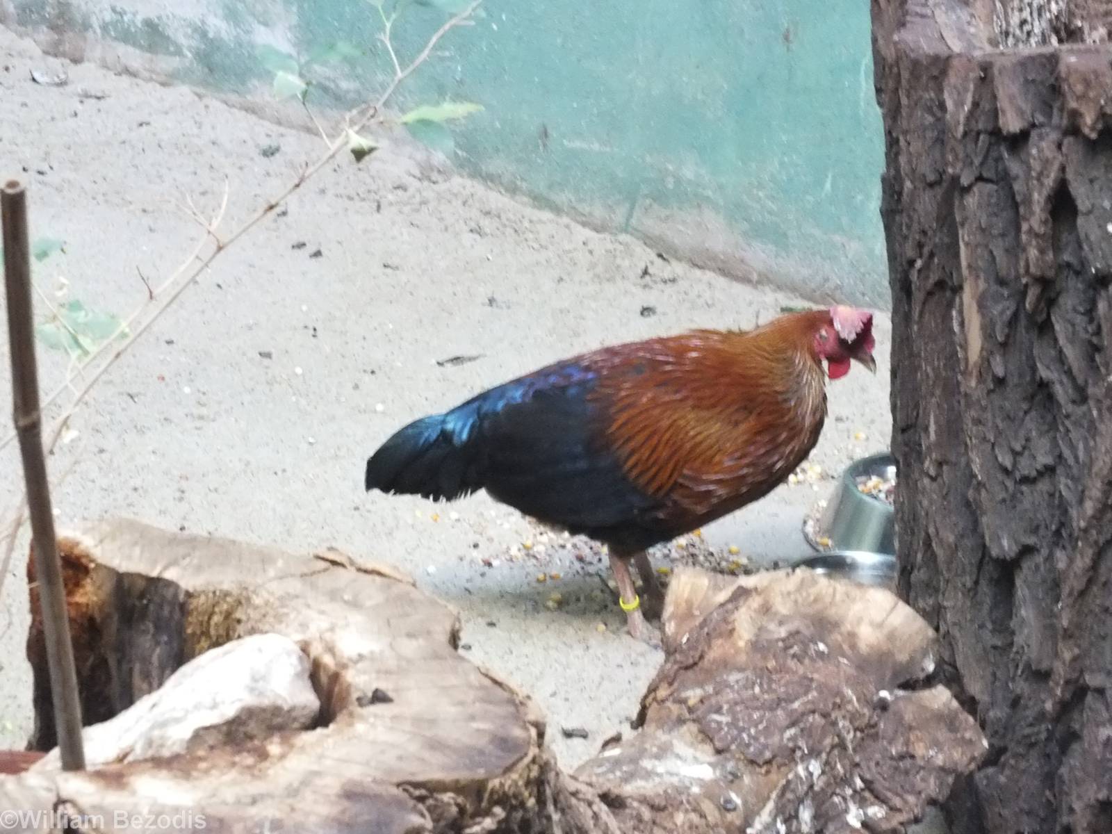 New Sri Lankan Junglefowl