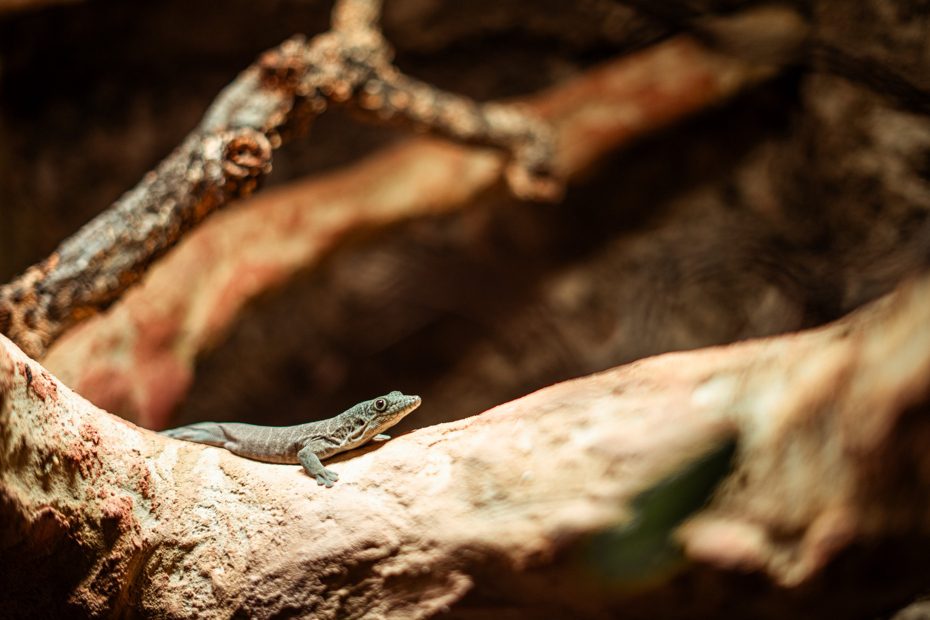 New Standing's day gecko
