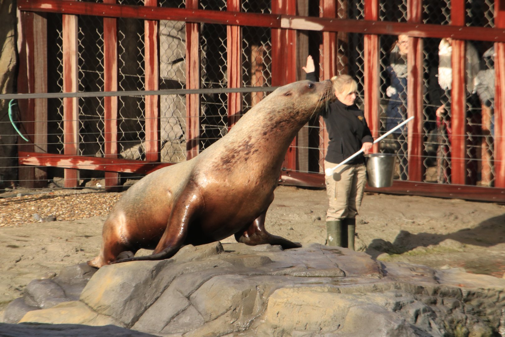 New steller sea lion male (November 2019)