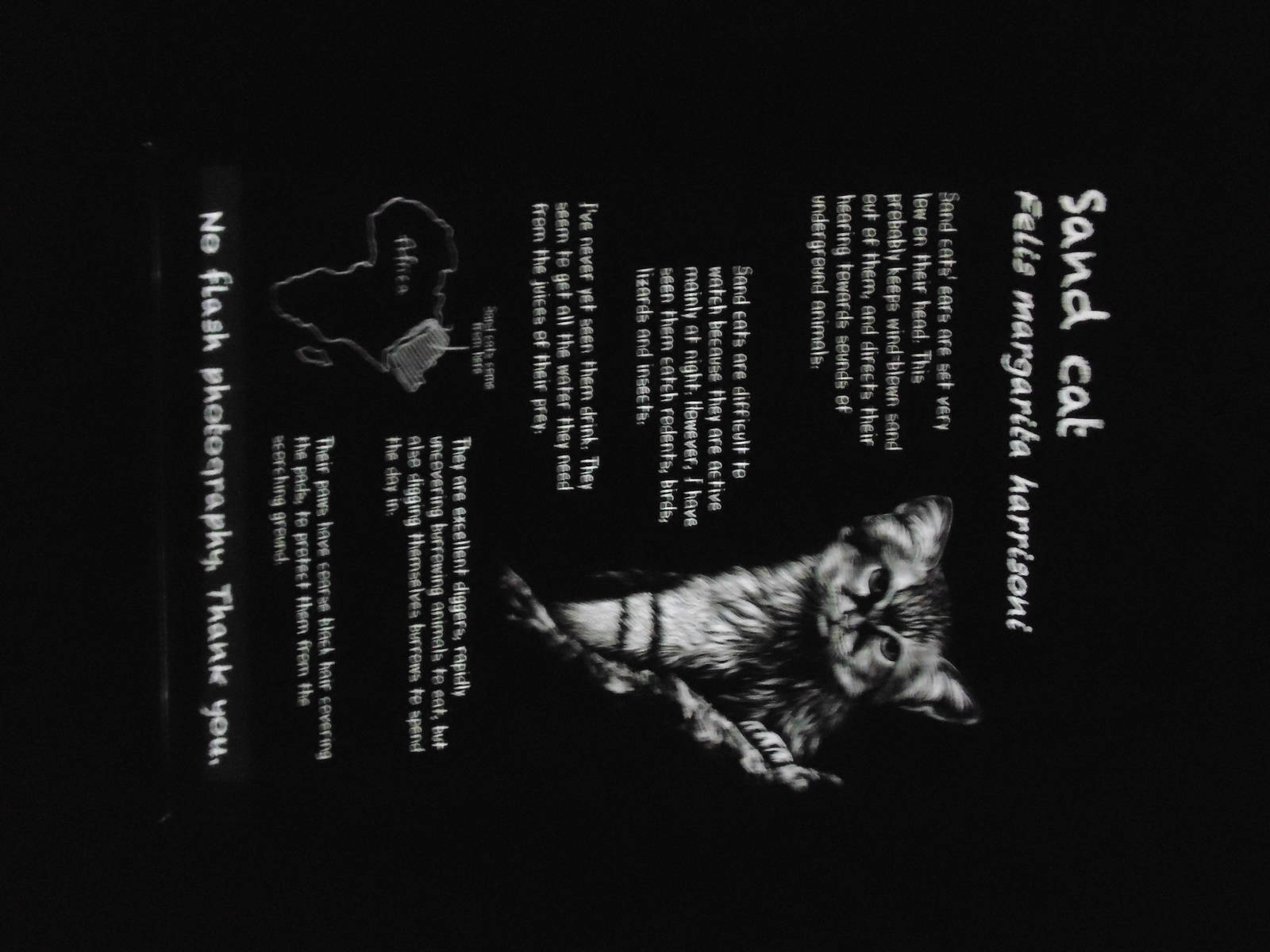 New Style Lit Signage - Nocturnal House