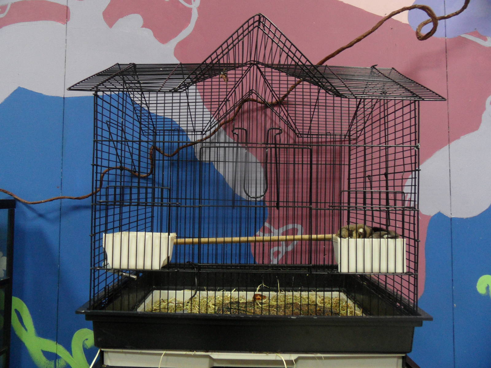 New sugar glider cage