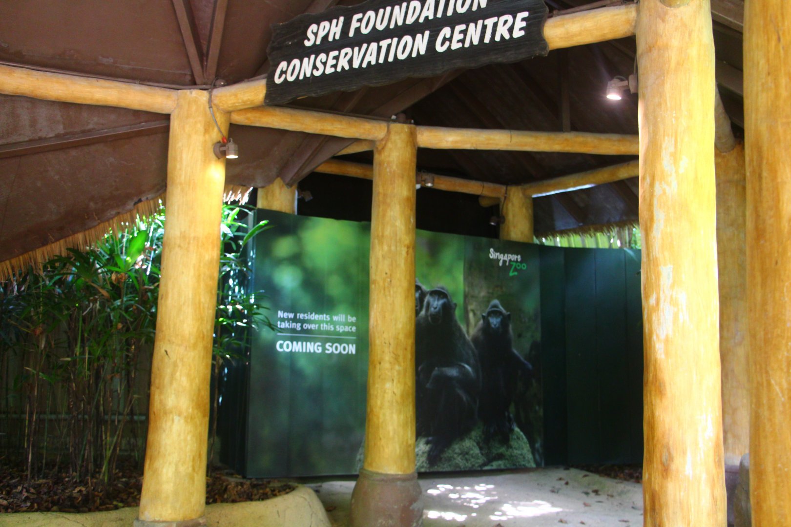 New Sulawesi Crested Macaque exhibit (coming soon)