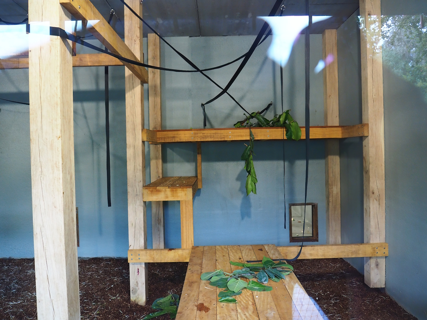 New Sulawesi crested macaque indoor exhibit, 2023-07-26