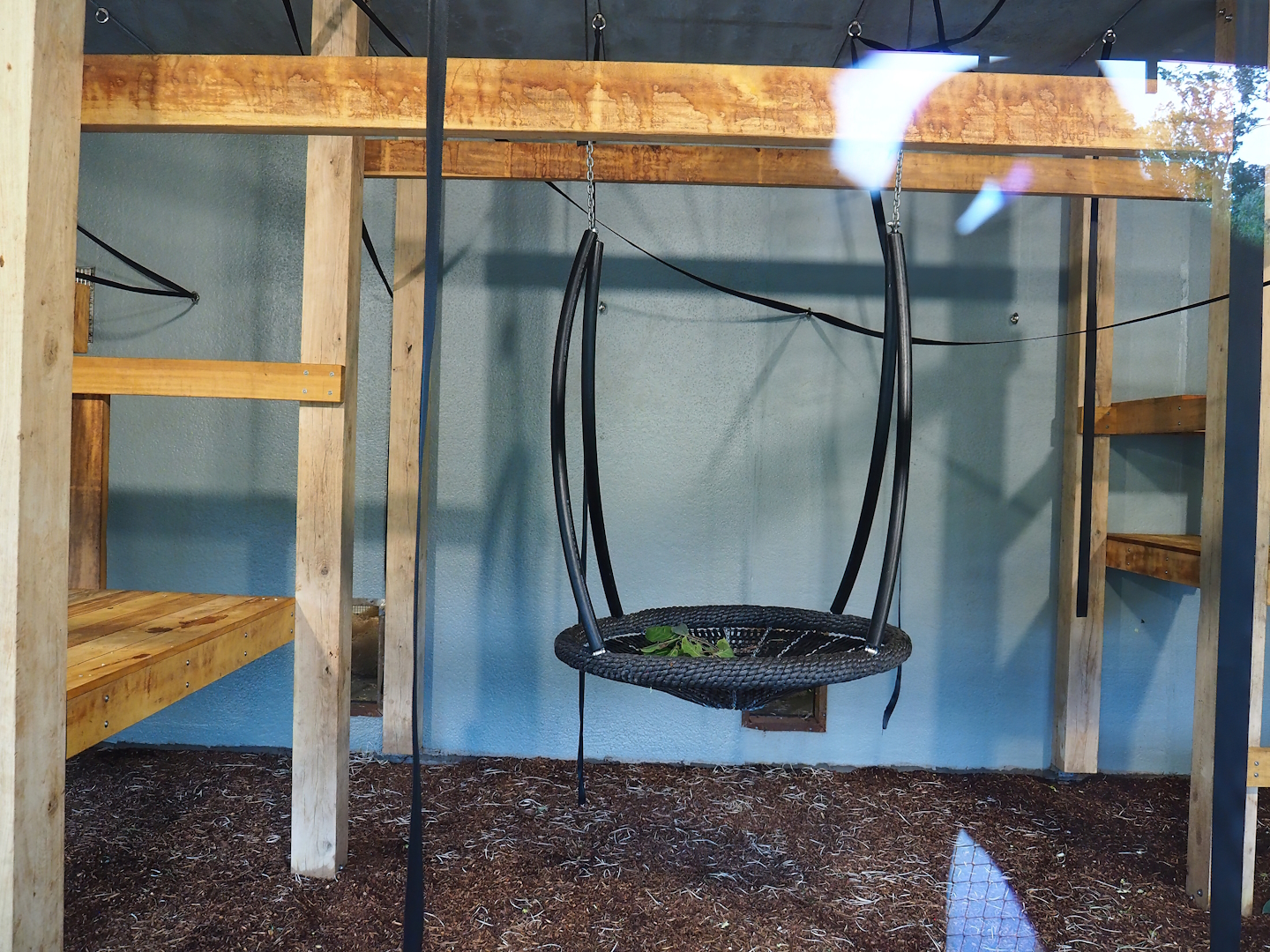 New Sulawesi crested macaque indoor exhibit, 2023-07-26