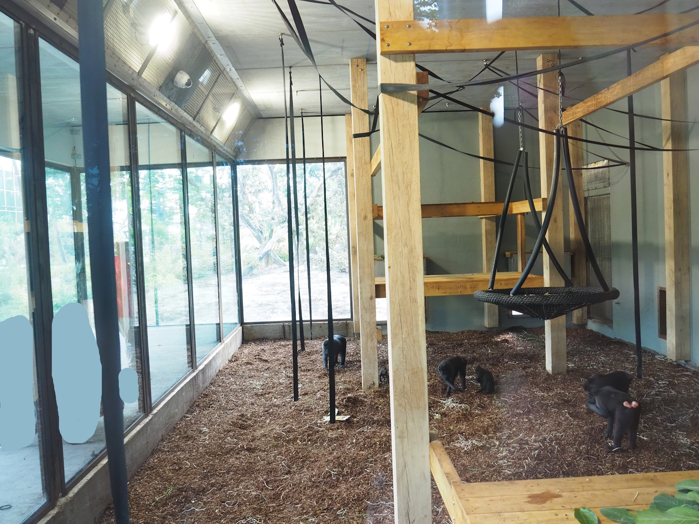 New Sulawesi crested macaque indoor exhibit, 2023-07-26