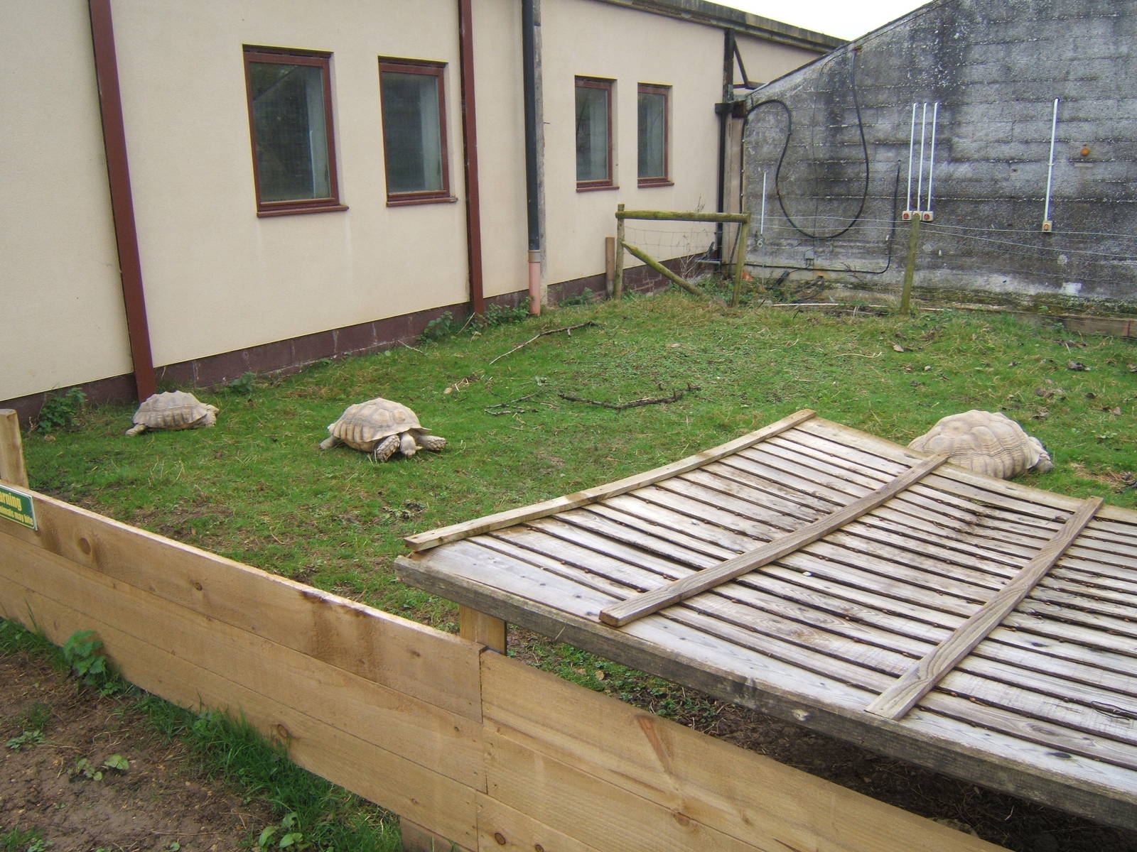 New Sulcatta enclosure