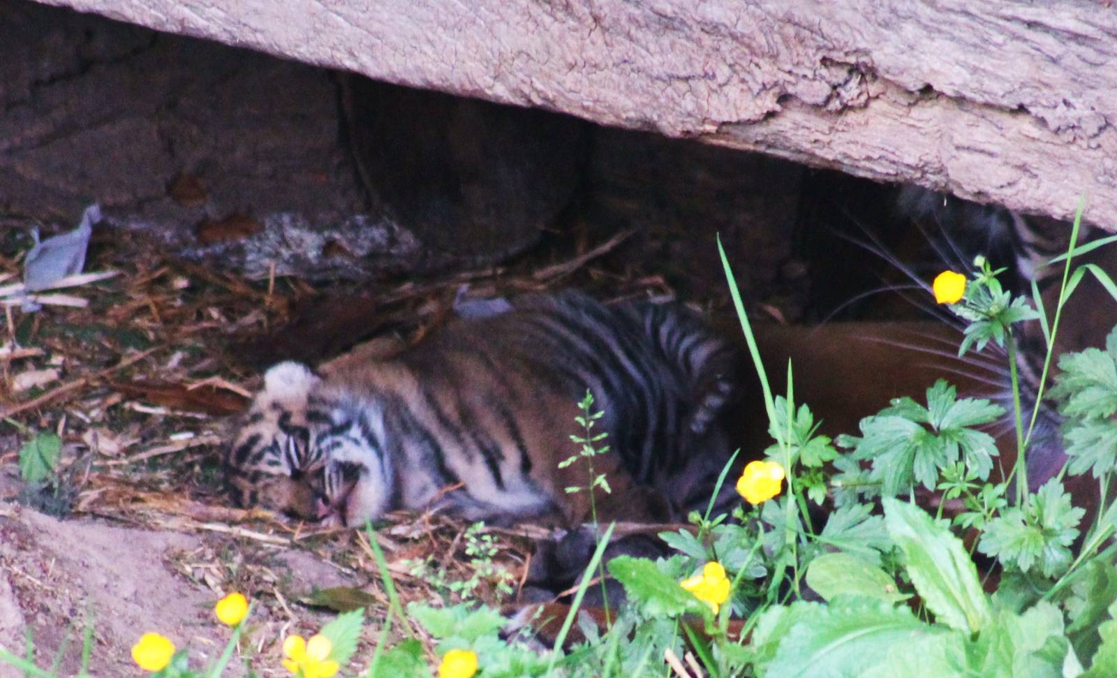 New Sumatran Tiger Cub