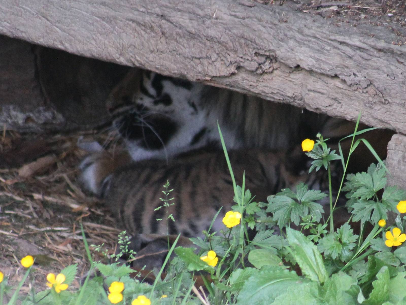 New Sumatran Tiger Cub