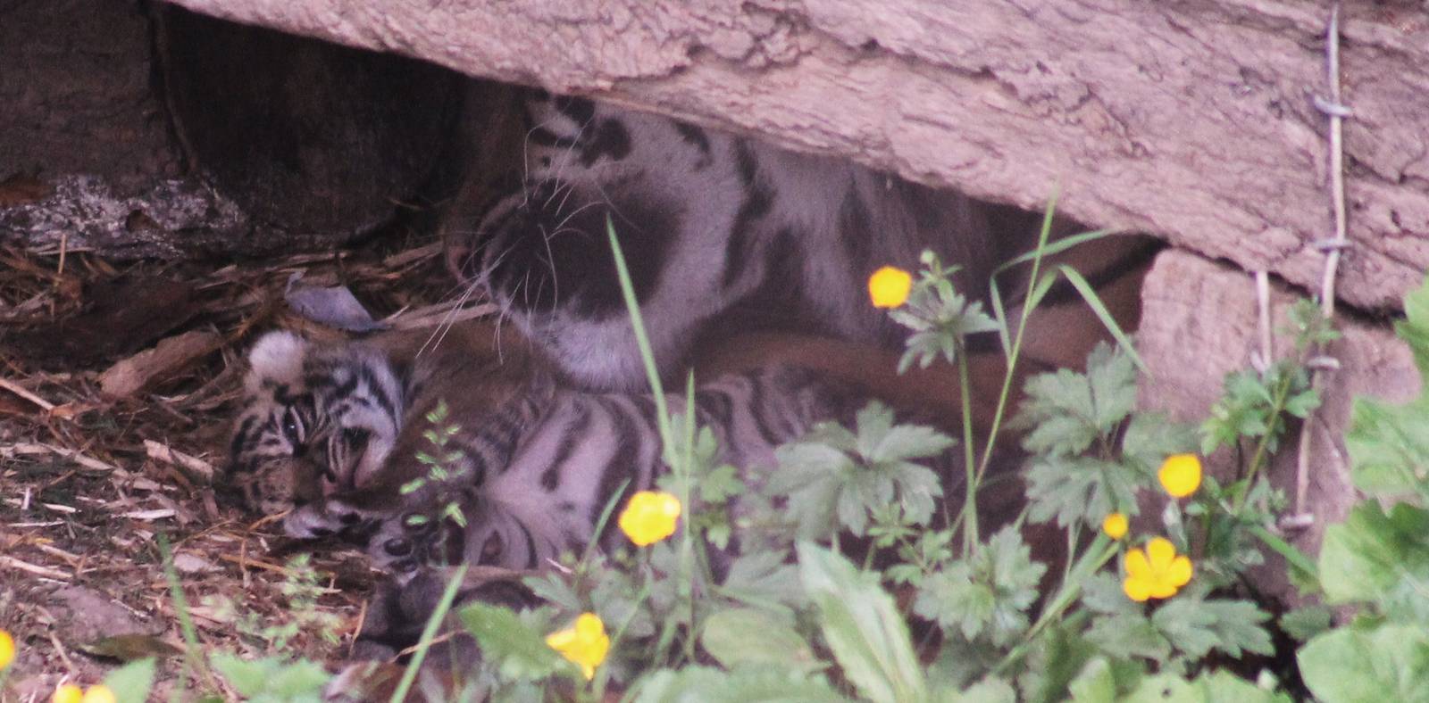 New Sumatran Tiger Cub