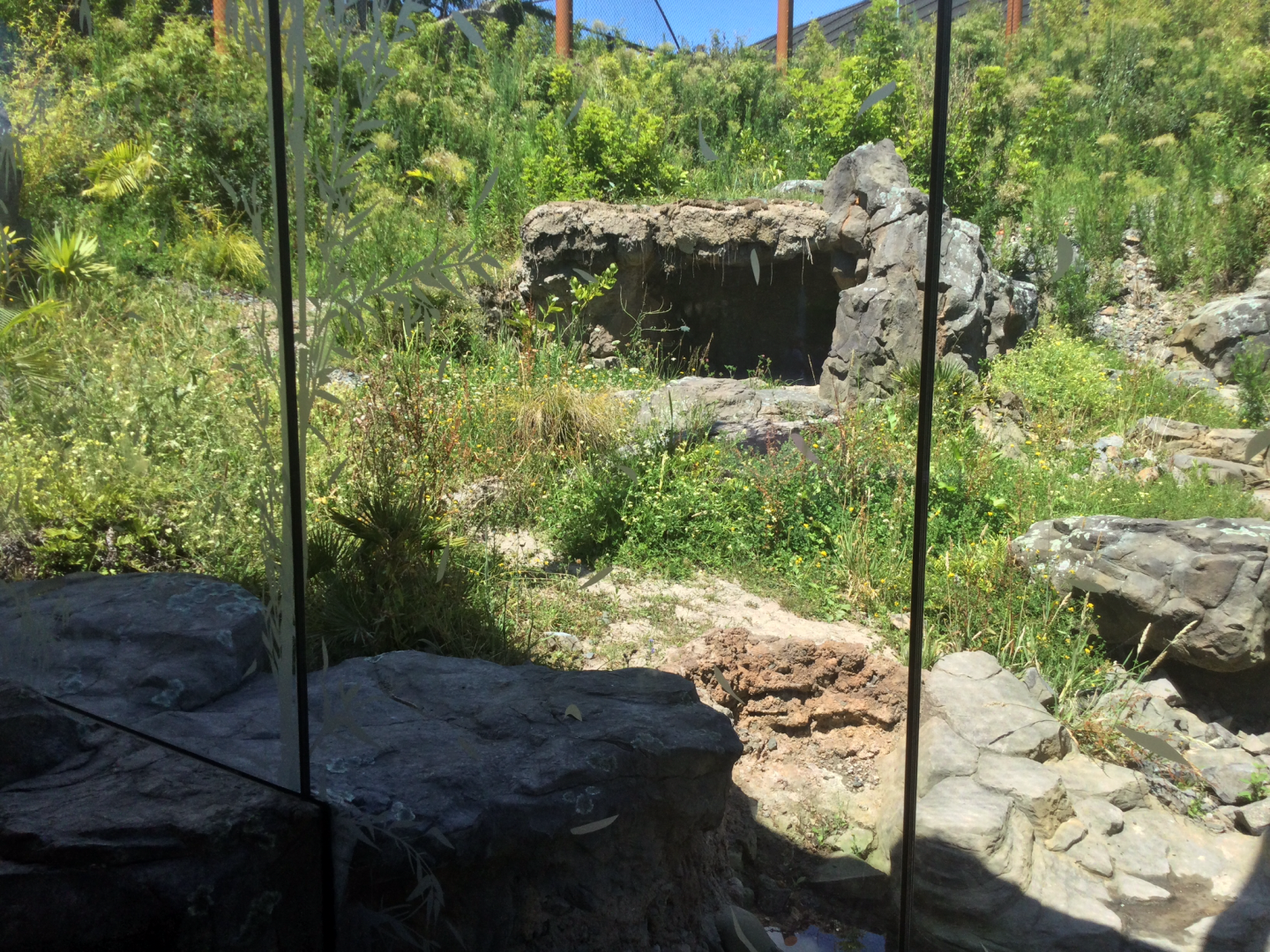 New Sumatran Tiger Exhibit (Large)