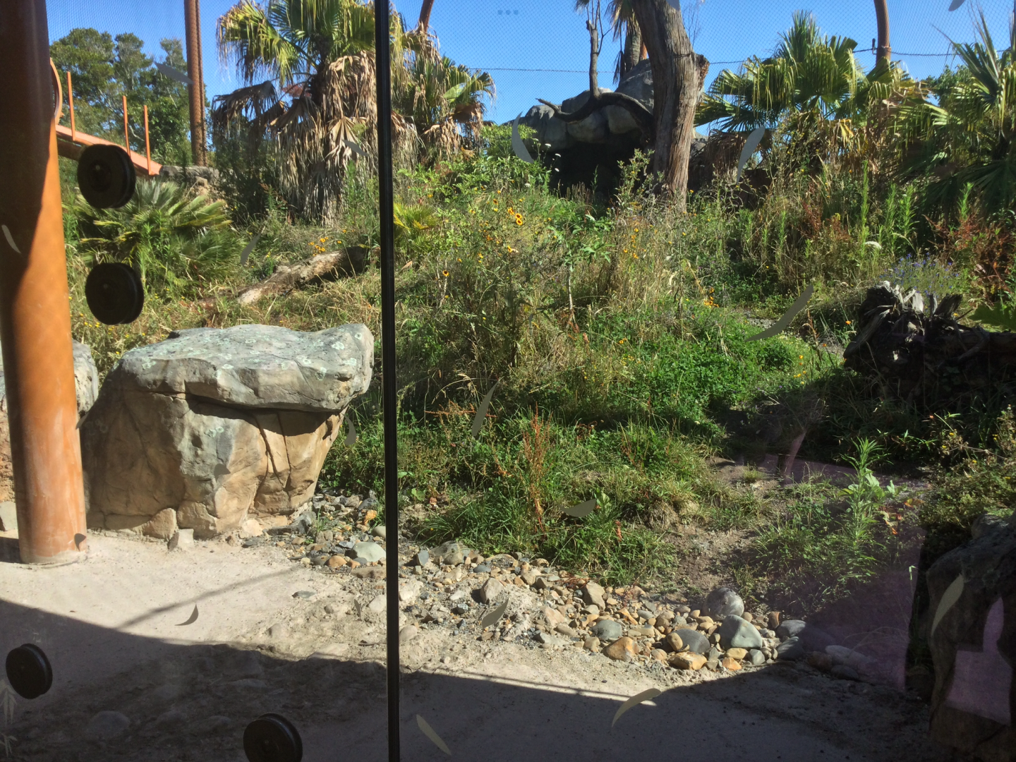 New Sumatran Tiger Exhibit (Medium)