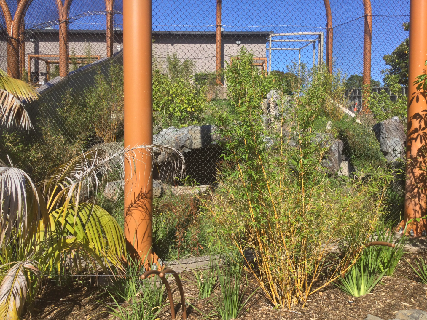 New Sumatran Tiger Exhibit (Small)